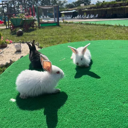 комплекс тополица -the Beautiful View 롯지